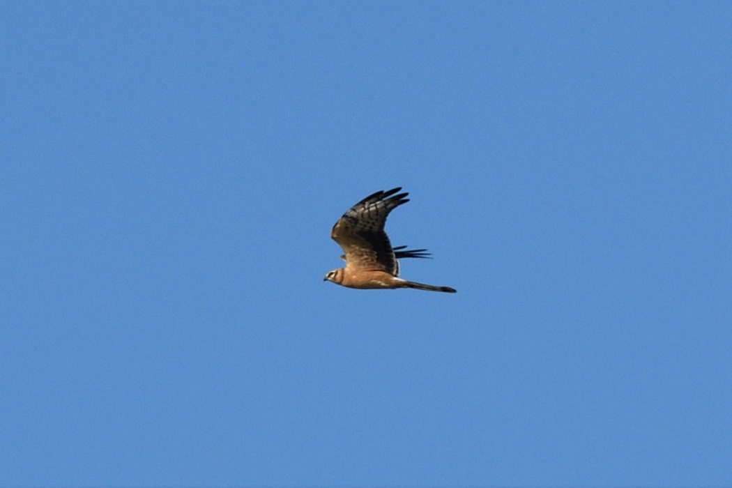 Pallid Harrier